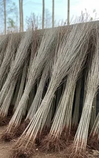 نهال صنوبر نیگرای ترکیه ای ضمانتی در ماهشهر