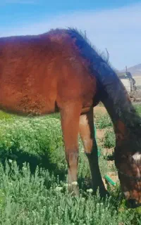 کره اسب