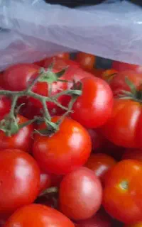 گوجه گیلاسی محلی