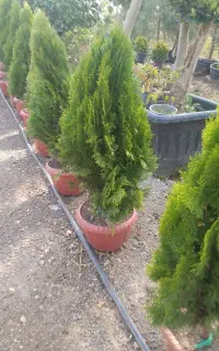 کامیس پاریس