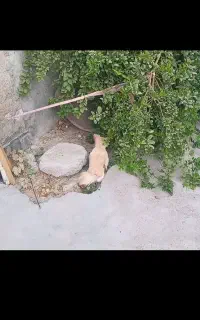 معاوضه با پلستش ۴