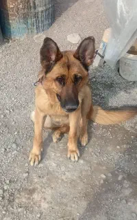 سگ ژرمن نر ۲ساله