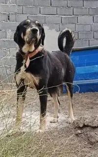 ماده پژدر بینظیر سطح یک (فحل)