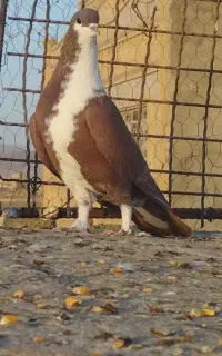 نرماده