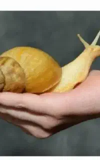 حلزون