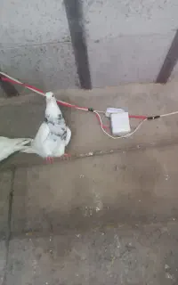 طوقی ماده الماسی