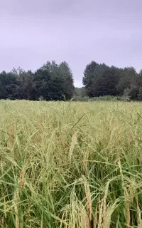 بیجار مزرعه