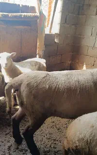 قوچ سافلک
