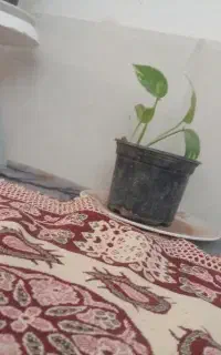 گل و گیاه