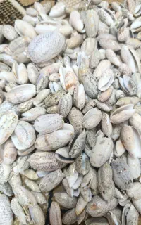 انواع صدف دریایی