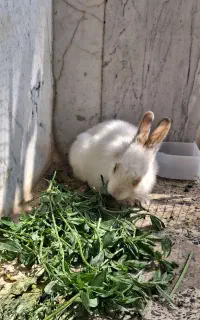فروش خرگوش