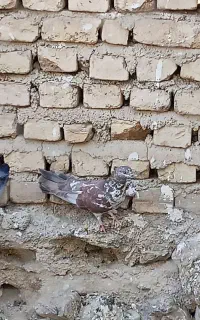 کفتر