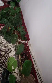 گل برگ انجیری