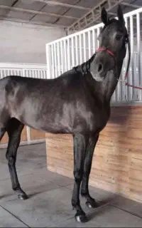 مادیان ورزشی