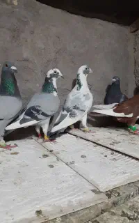کبوتر حمیدسلطانی