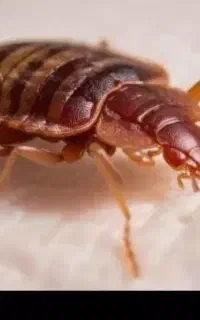 سمپاشی سم پاشی ساس سوسک با ضمانت ٪100