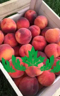 فروش نهال هلو دکسی رد