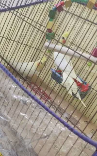 عروس هلندی