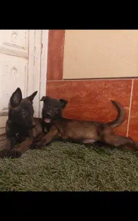 فروش توله سگ بلژین مالینویز