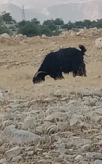 بز کهر دار