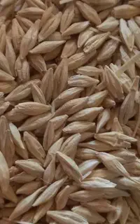 جو دیم درجه یک