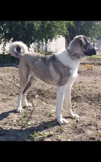 توله سگ پژدر