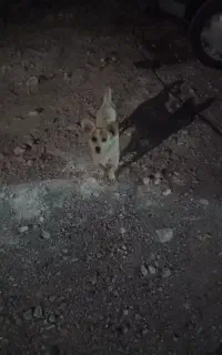 سگ بازیگوش