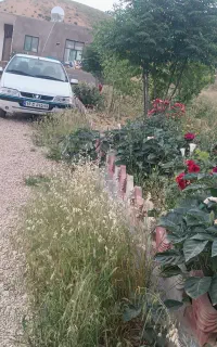 ۴۰۵ تی فایو ۹۸ سفید خیلی تمیز بدون رنگ