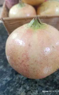 نهال انار ژله‌ای   خاص و بازار پسند