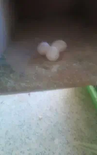 عروس هلندی نر و ماده ۳ تا تخم با قفس