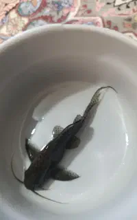 لجن خوار خرگوشی