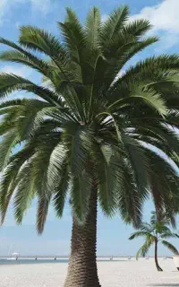 درخت فونیکس ۳ تا ۴ متر تنه