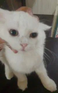 گربه