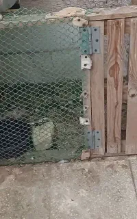 قفس