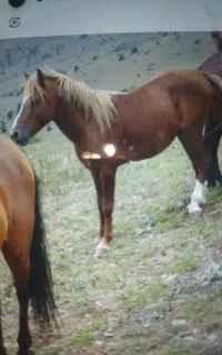 فروش اسب سه ساله