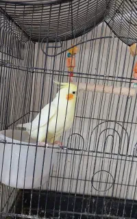 عروس هلندی ماده