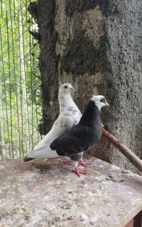 کبوترخاصا اوچوم