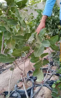 عرضه نهال های خاص کم‌یاب در نهالستان