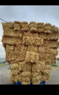 کلش پرس گندم