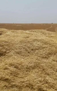 کاه گندم