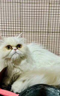 گربه پرشین سوپرفلت