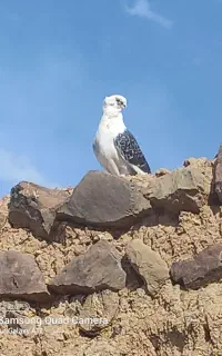 کفتر
