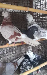 کبوتر