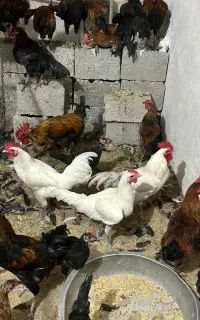 خروس اصل زمان قدیم