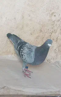 پلاکی