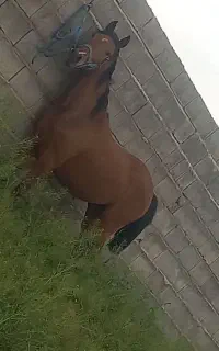 فروش کره مادیان