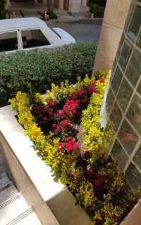خدمات باغبانی باغچه کاری گلکاری کاشت گل وگیادرتمام