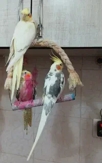 پرنده