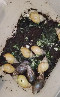 حلزون سوپر مولد تخم گذار