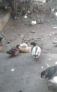 فروش اردک خارجی و پروازی